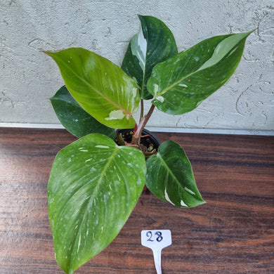 #28 Philodendron White Knight