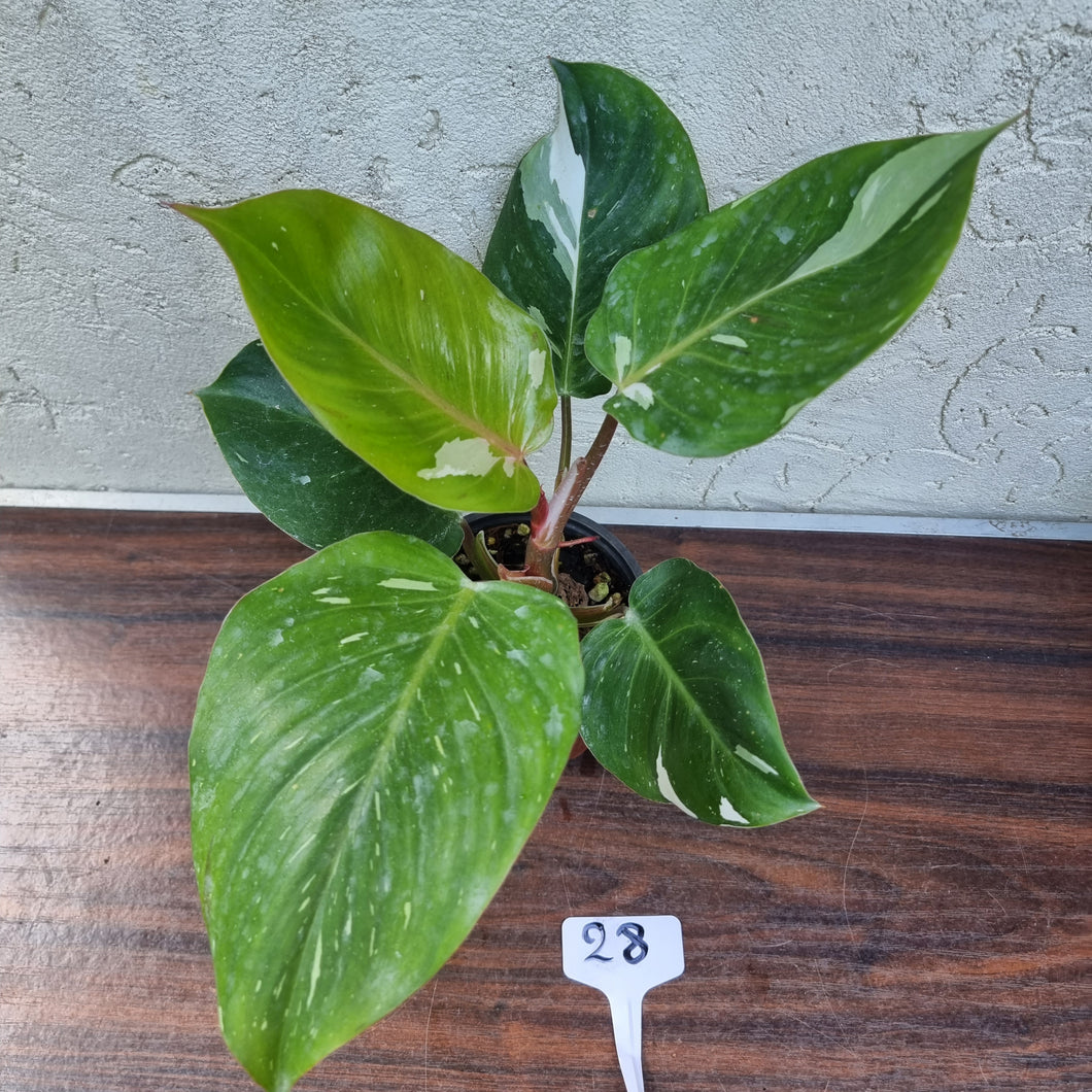 #28 Philodendron White Knight