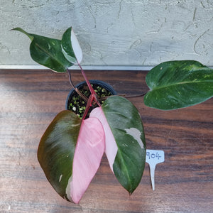 #904 Philodendron Pink Princess