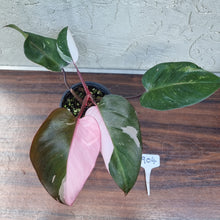 Load image into Gallery viewer, #904 Philodendron Pink Princess