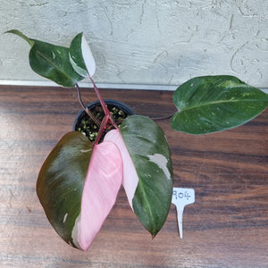 #904 Philodendron Pink Princess