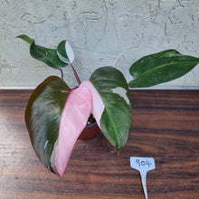 Load image into Gallery viewer, #904 Philodendron Pink Princess