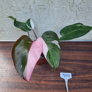 #904 Philodendron Pink Princess