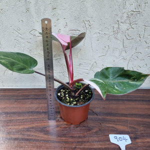 #904 Philodendron Pink Princess