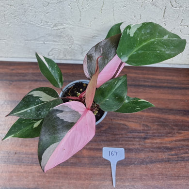 #167 Philodendron Pink Princess
