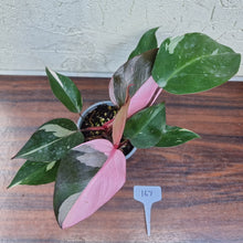 Load image into Gallery viewer, #167 Philodendron Pink Princess