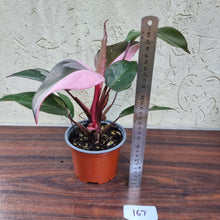 Load image into Gallery viewer, #167 Philodendron Pink Princess