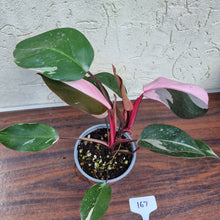 Load image into Gallery viewer, #167 Philodendron Pink Princess