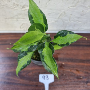 #93 Aglaonema Shingii