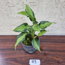 Load image into Gallery viewer, #93 Aglaonema Shingii