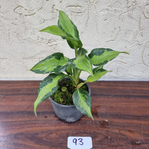 #93 Aglaonema Shingii