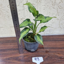 Load image into Gallery viewer, #93 Aglaonema Shingii