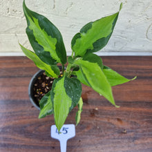 Load image into Gallery viewer, #45 Aglaonema Shingii