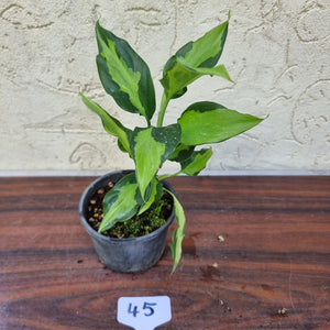 #45 Aglaonema Shingii