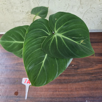 #7A Philodendron Gloriosum