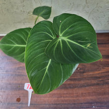 Load image into Gallery viewer, #7A Philodendron Gloriosum