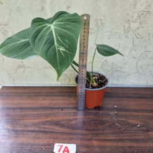 Load image into Gallery viewer, #7A Philodendron Gloriosum
