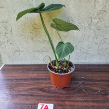 Load image into Gallery viewer, #7A Philodendron Gloriosum