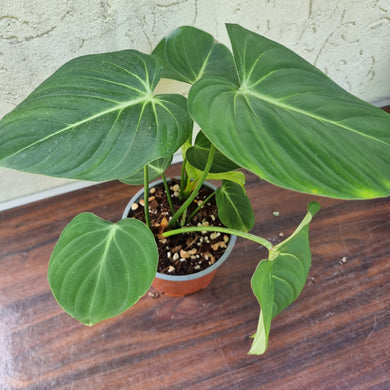 #30 Philodendron Gloriosum