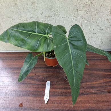#17 Philodendron Maximum