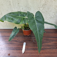 Load image into Gallery viewer, #17 Philodendron Maximum