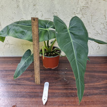 Load image into Gallery viewer, #17 Philodendron Maximum