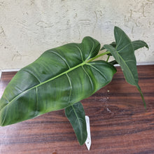 Load image into Gallery viewer, #17 Philodendron Maximum