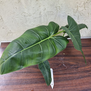 #17 Philodendron Maximum