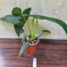 Load image into Gallery viewer, #17 Philodendron Maximum