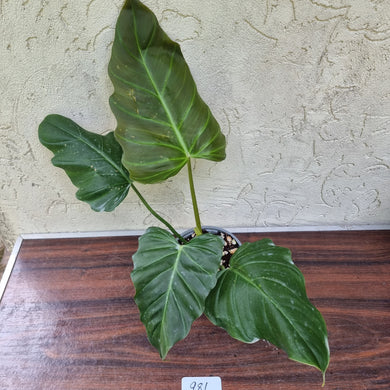 #981 Philodendron Corsinianum / 'Bronze Shield'