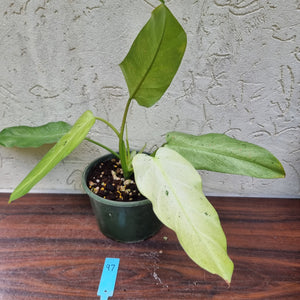 #97 Large Philodendron Whipple Way