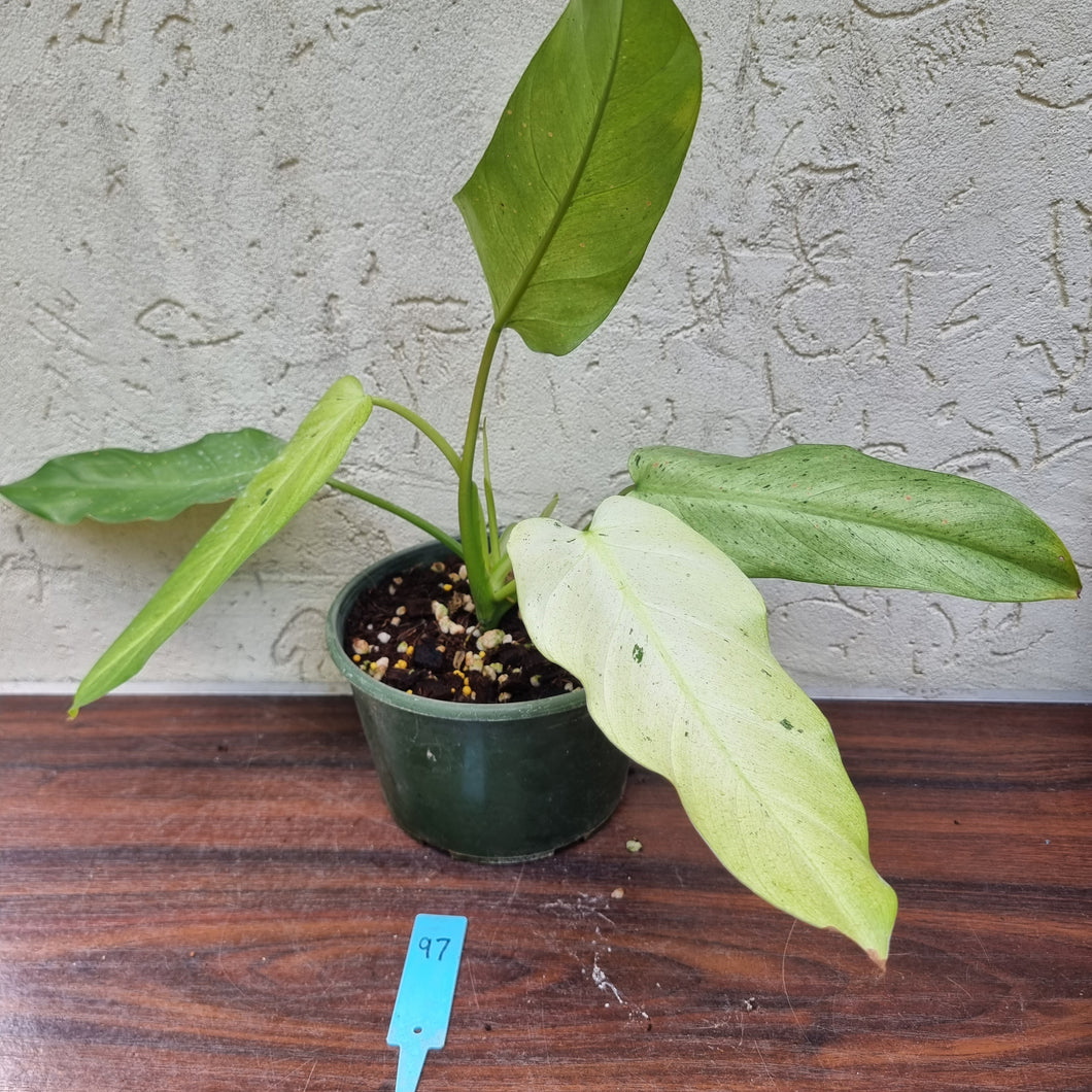 #97 Large Philodendron Whipple Way