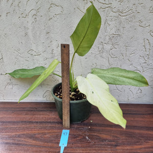 #97 Large Philodendron Whipple Way