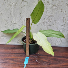 Load image into Gallery viewer, #97 Large Philodendron Whipple Way