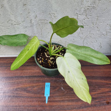 Load image into Gallery viewer, #97 Large Philodendron Whipple Way