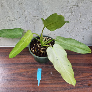 #97 Large Philodendron Whipple Way