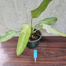Load image into Gallery viewer, #97 Large Philodendron Whipple Way