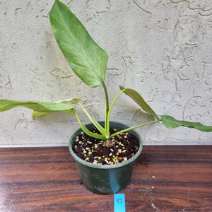 #97 Large Philodendron Whipple Way