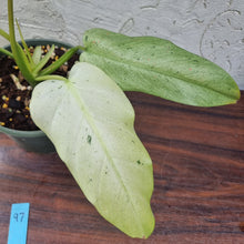 Load image into Gallery viewer, #97 Large Philodendron Whipple Way