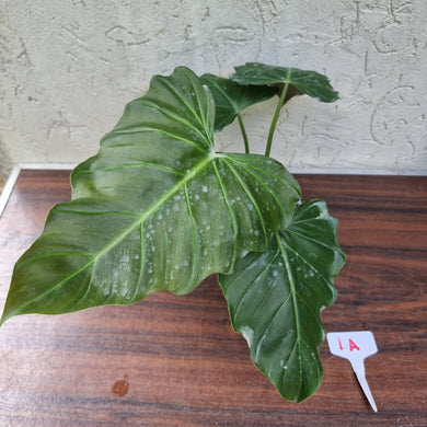 #1A Philodendron Corsinianum / 'Bronze Shield'