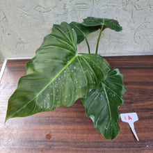 Load image into Gallery viewer, #1A Philodendron Corsinianum / &#39;Bronze Shield&#39;