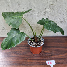 Load image into Gallery viewer, #1A Philodendron Corsinianum / &#39;Bronze Shield&#39;