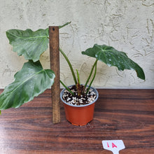 Load image into Gallery viewer, #1A Philodendron Corsinianum / &#39;Bronze Shield&#39;