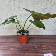 Load image into Gallery viewer, #1A Philodendron Corsinianum / &#39;Bronze Shield&#39;