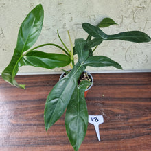 Load image into Gallery viewer, #18 Philodendron 69686 - &#39;Big Ears&#39;