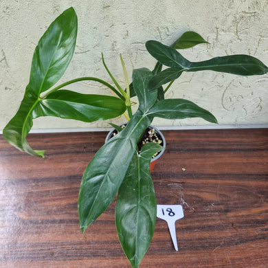 #18 Philodendron 69686 - 'Big Ears'