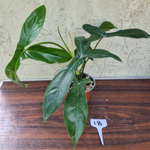 Load image into Gallery viewer, #18 Philodendron 69686 - &#39;Big Ears&#39;