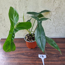 Load image into Gallery viewer, #18 Philodendron 69686 - &#39;Big Ears&#39;