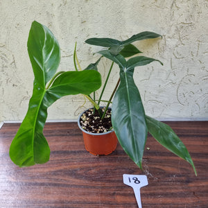 #18 Philodendron 69686 - 'Big Ears'