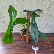 Load image into Gallery viewer, #18 Philodendron 69686 - &#39;Big Ears&#39;